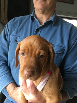 Medium Photo #1 Vizsla Puppy For Sale in GASTON, OR, USA