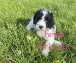 Small Photo #1 Labradoodle Puppy For Sale in CORYDON, IN, USA