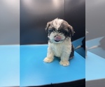 Small Photo #12 Maltipoo-Shih Tzu Mix Puppy For Sale in SAINT AUGUSTINE, FL, USA