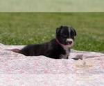 Small Photo #5 Border Collie Puppy For Sale in AND, SC, USA