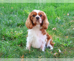 Small #7 Cavalier King Charles Spaniel