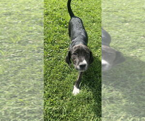 Labsky Dogs for adoption in Aurora, IN, USA