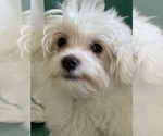 Small Photo #9 Maltese Puppy For Sale in NEWPORT BEACH, CA, USA