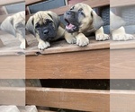 Small #5 Cane Corso