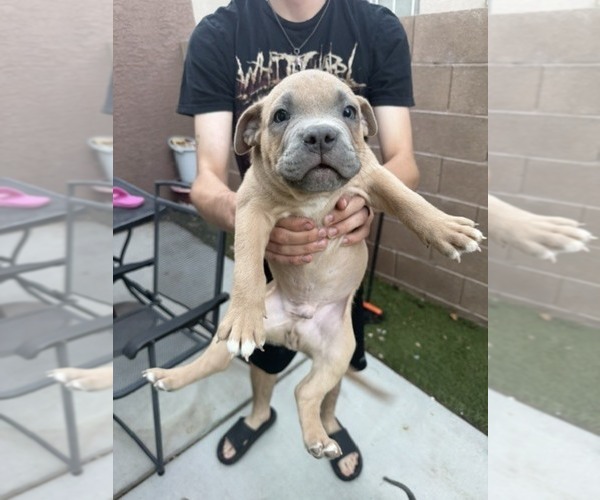Medium Photo #5 American Pit Bull Terrier Puppy For Sale in HENDERSON, NV, USA