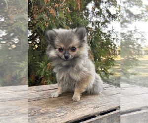 Pomeranian Puppy for sale in MIDDLEBURY, IN, USA