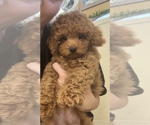 Poodle (Toy) Puppy for sale in FORT LAUDERDALE, FL, USA