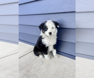 Australian Shepherd Puppy for sale in LODA, IL, USA