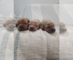 English Cream Golden Retriever Puppy for sale in ELVERTA, CA, USA