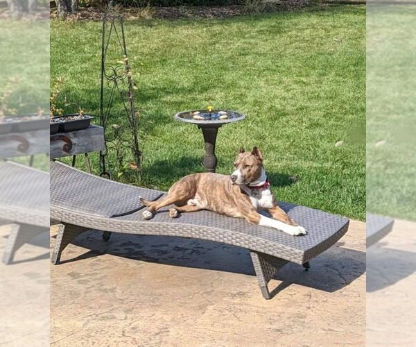 Medium Photo #31 American Pit Bull Terrier-Unknown Mix Puppy For Sale in Germantown, OH, USA