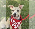 Small #3 Boxer Mix