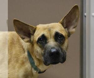 German Shepherd Dog-Unknown Mix Dogs for adoption in San Antonio, TX, USA