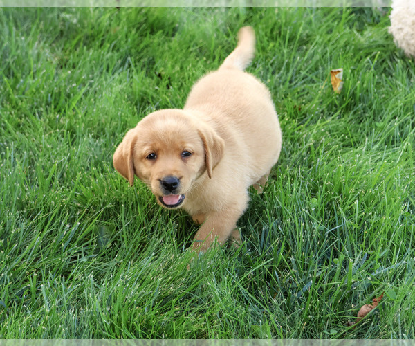 Medium Photo #4 Labrador Retriever Puppy For Sale in SYRACUSE, IN, USA