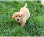 Small #3 Labrador Retriever