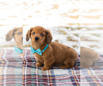 Small #4 Dachshund