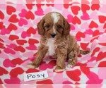 Image preview for Ad Listing. Nickname: Posy