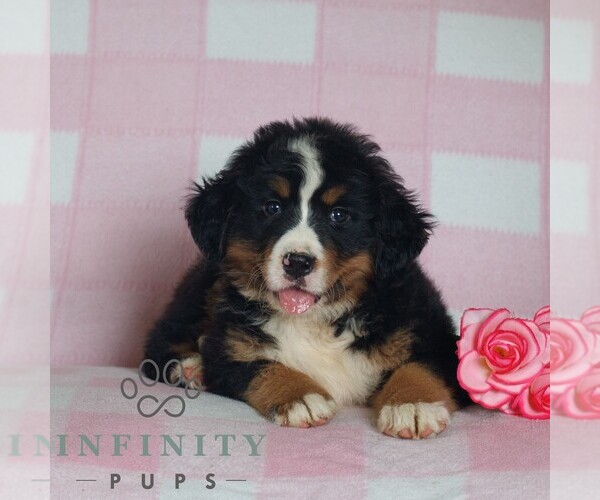 Medium Photo #1 Bernese Mountain Dog Puppy For Sale in ATGLEN, PA, USA