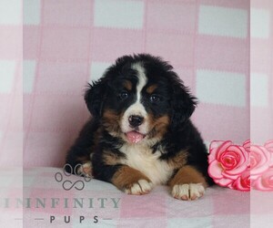 Bernese Mountain Dog Puppy for sale in ATGLEN, PA, USA