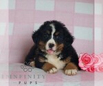 Small Bernese Mountain Dog