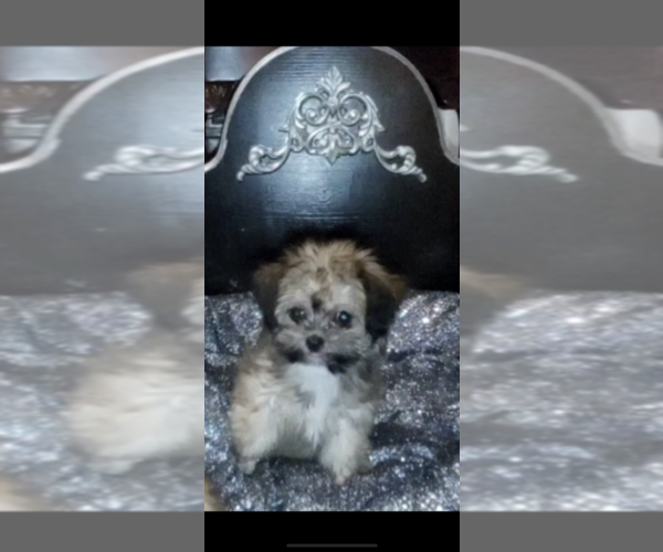 Medium Photo #17 Morkie Puppy For Sale in FORT WORTH, TX, USA