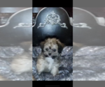 Small Photo #17 Morkie Puppy For Sale in FORT WORTH, TX, USA