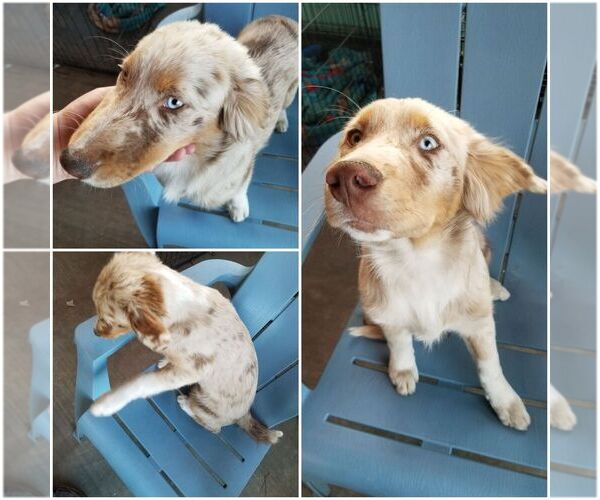 Medium Photo #1 Australian Shepherd Puppy For Sale in WALKERTON, IN, USA