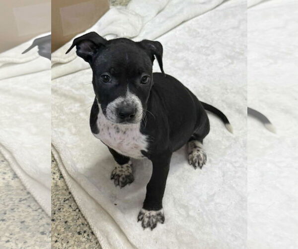 Medium Photo #3 American Boston Bull Terrier Puppy For Sale in Mechanicsburg, PA, USA