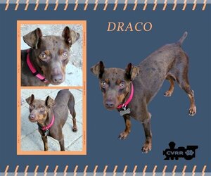 Miniature Pinscher-Unknown Mix Dogs for adoption in Lindsay, CA, USA
