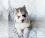 Small Siberian Husky