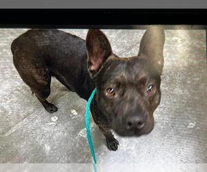 French Bulldog-Staffordshire Bull Terrier Mix Dogs for adoption in Orange, CA, USA