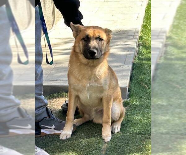 Medium Photo #1 German Shepherd Dog-Unknown Mix Puppy For Sale in HESPERIA, CA, USA