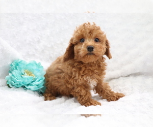 Poodle (Miniature) Puppy for sale in SHILOH, OH, USA