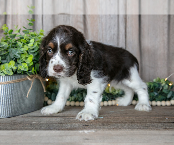 Medium Photo #2 Cocker Spaniel Puppy For Sale in BALTIC, OH, USA