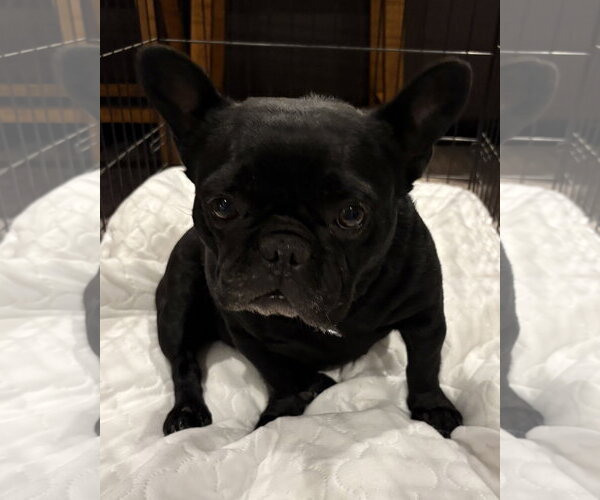 Medium Photo #1 French Bulldog Puppy For Sale in Fenton, MO, USA
