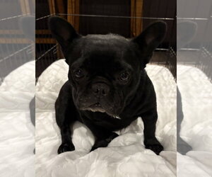 French Bulldog Dogs for adoption in Fenton, MO, USA