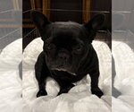 Small French Bulldog