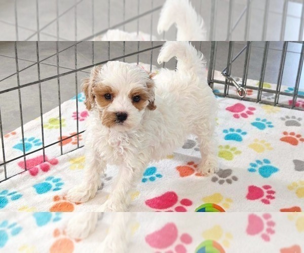 Medium Photo #2 Cavapoo (Miniature)-Poodle (Toy) Mix Puppy For Sale in ORO VALLEY, AZ, USA