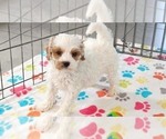 Small #1 Cavapoo (Miniature)-Poodle (Toy) Mix