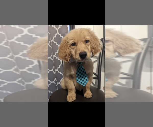 Medium Photo #1 Golden Retriever Puppy For Sale in WICHITA FALLS, TX, USA