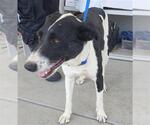 Small Border Collie