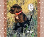 Small #1 Treeing Walker Coonhound Mix