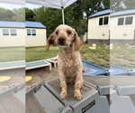 Small #3 Poodle (Miniature)