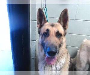 German Shepherd Dog Dogs for adoption in Tulsa, OK, USA