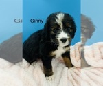 Puppy Ginny Bernedoodle