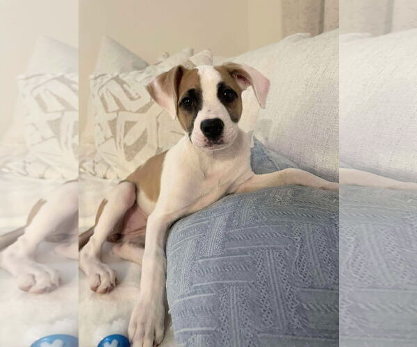 Medium Photo #2 Mutt Puppy For Sale in Holly Springs, NC, USA