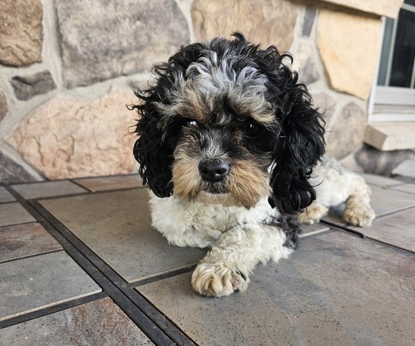 Medium Photo #1 Cavapoo (Miniature) Puppy For Sale in ALLIANCE, NE, USA