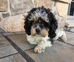 Small Photo #1 Cavapoo (Miniature) Puppy For Sale in ALLIANCE, NE, USA