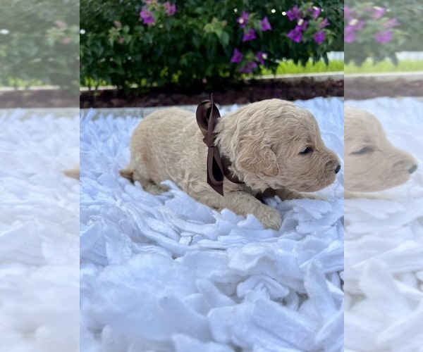 Medium Photo #4 Goldendoodle Puppy For Sale in ORLANDO, FL, USA