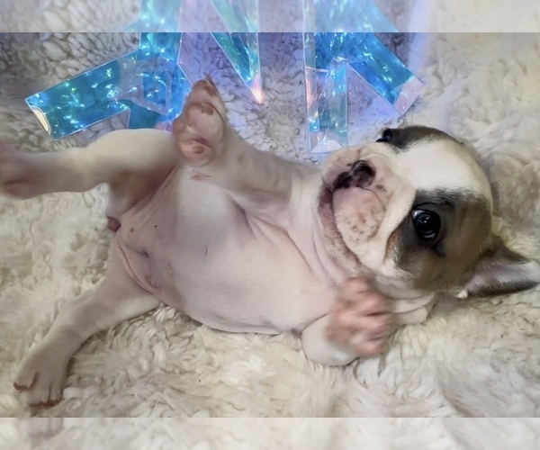 Medium Photo #15 French Bulldog Puppy For Sale in WEXFORD, PA, USA