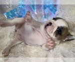 Small Photo #26 French Bulldog Puppy For Sale in WEXFORD, PA, USA